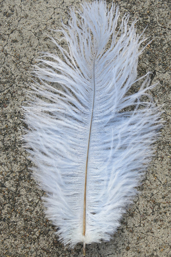 Ostrich Plume medium - Black - feather plus