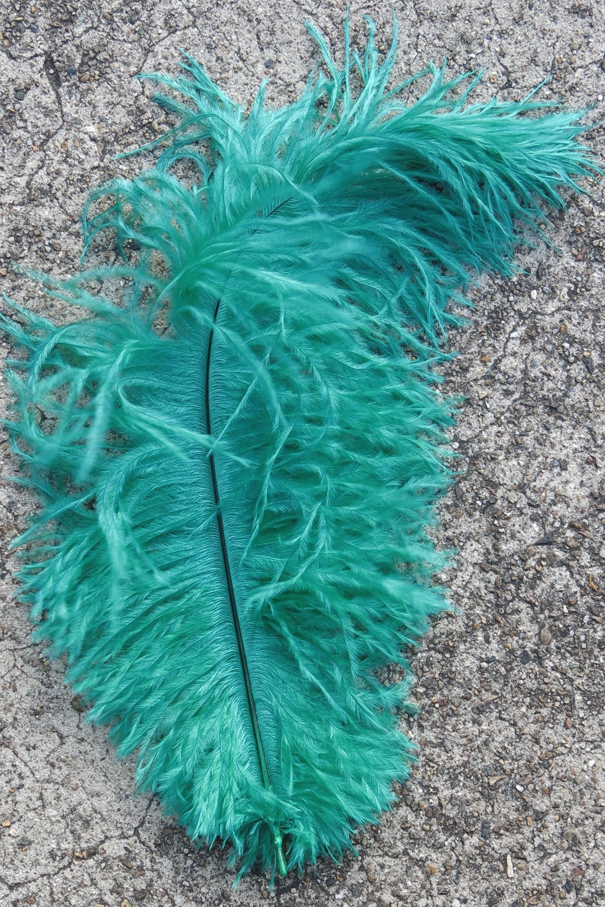 Ostrich Plume medium - Green