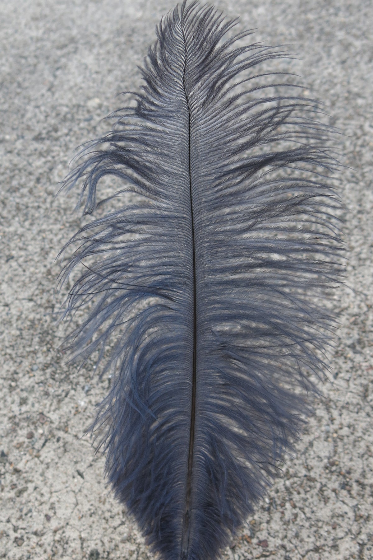 Ostrich Plume medium - Grey