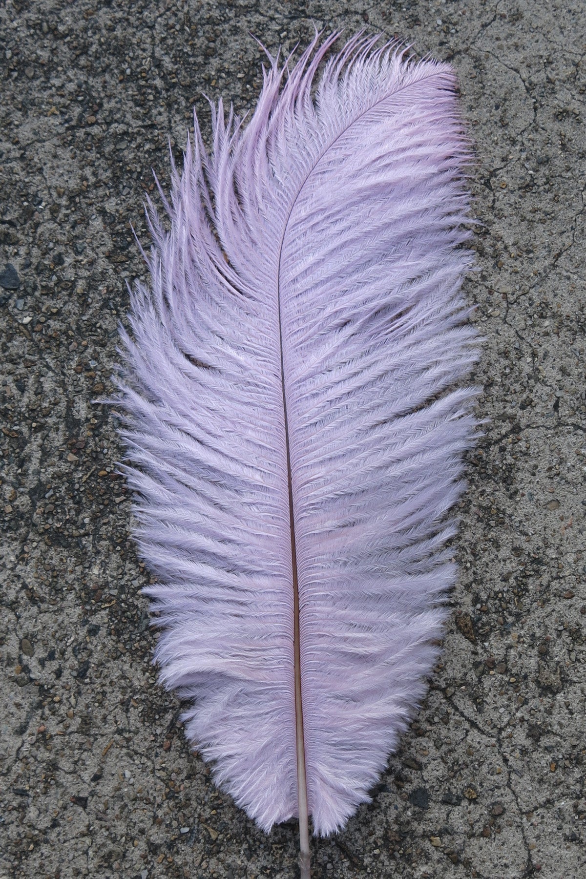 Ostrich Plume medium - Pale Pink