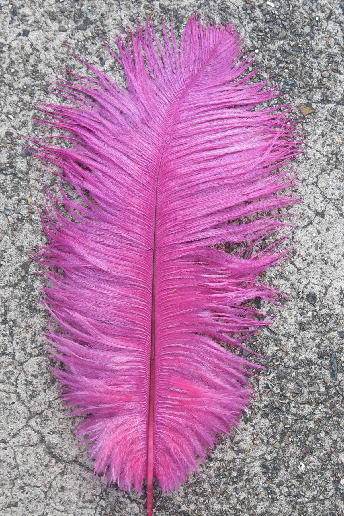 Ostrich Plume medium - Purple