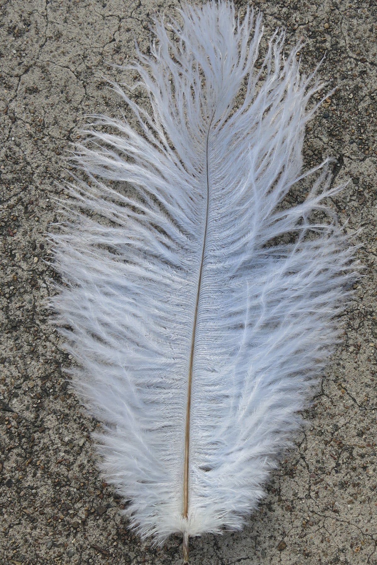 Ostrich Plume medium - White