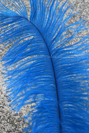 Ostrich Plume medium - Azure