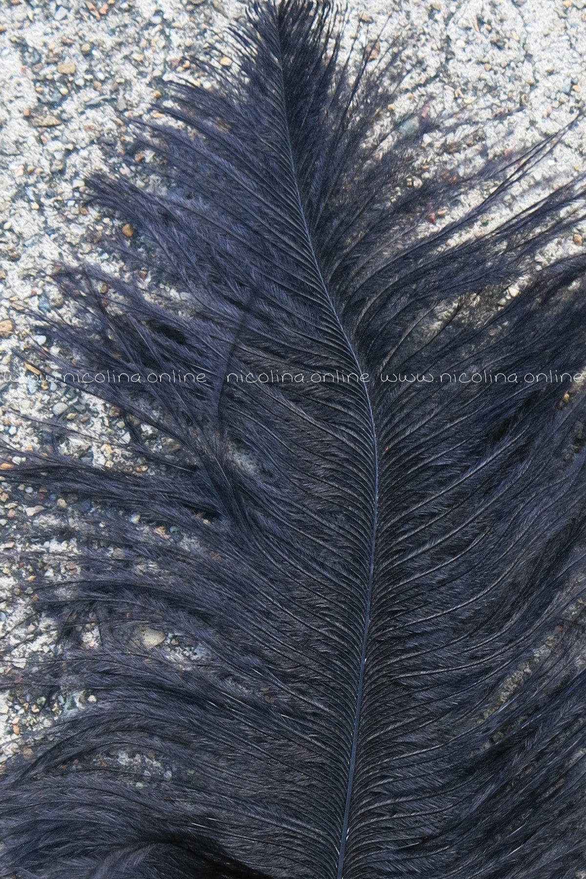 Ostrich Plume medium - Black - feather plus
