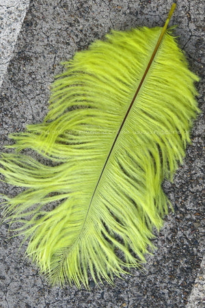 Ostrich Plume medium - Bright Yellow