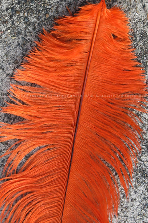 Ostrich Plume medium - Orange