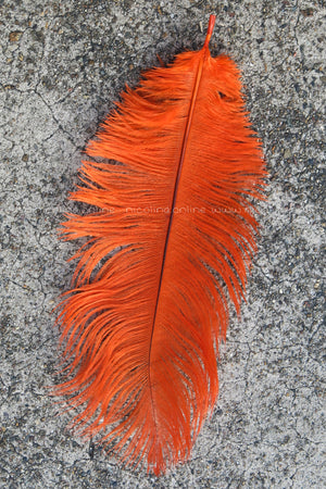 Ostrich Plume medium - Orange