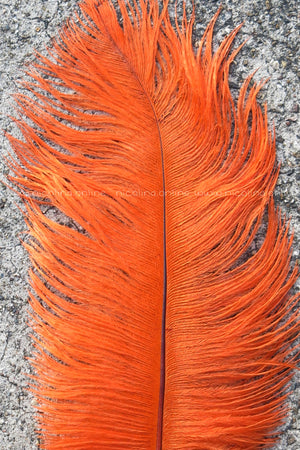 Ostrich Plume medium - Orange