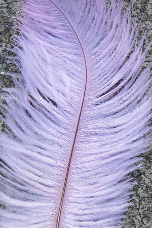 Ostrich Plume medium - Pale Pink