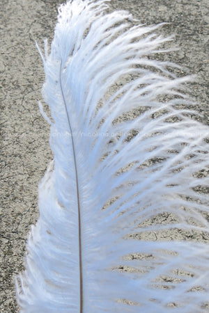 Ostrich Plume medium - White